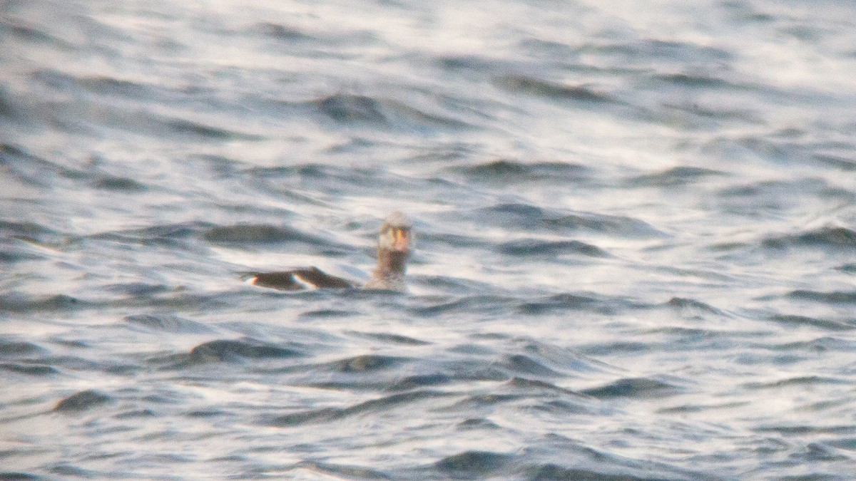 King Eider - ML635043095