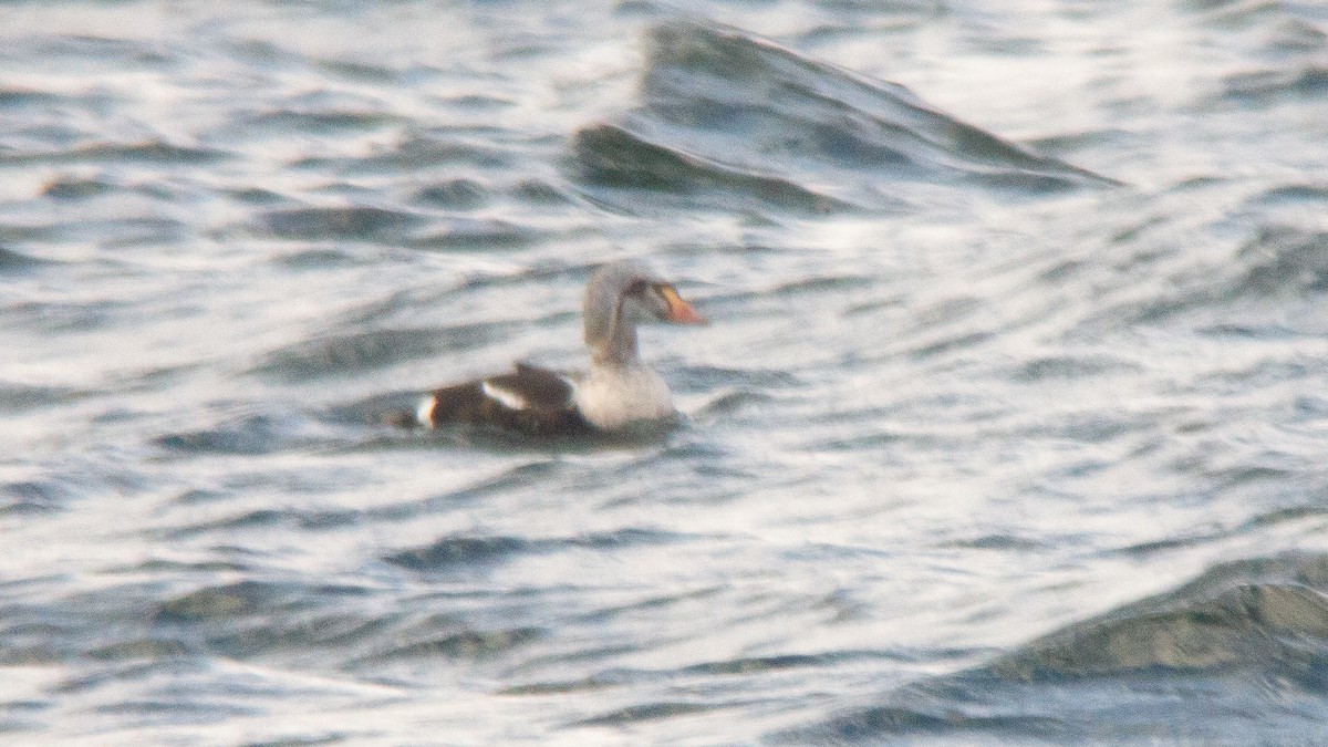 King Eider - ML635043096