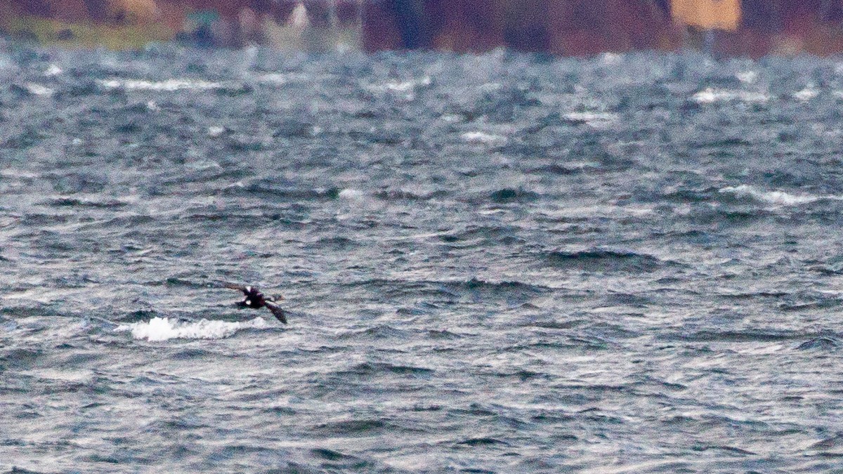 King Eider - ML635043097