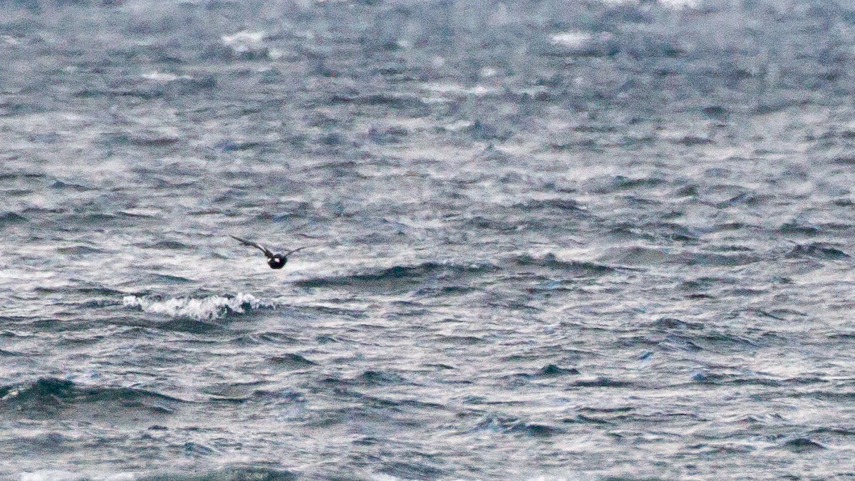 King Eider - ML635043098