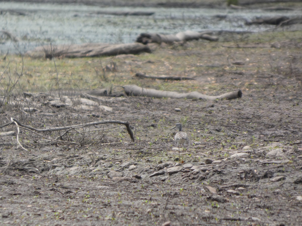 Greater Yellowlegs - ML635043114