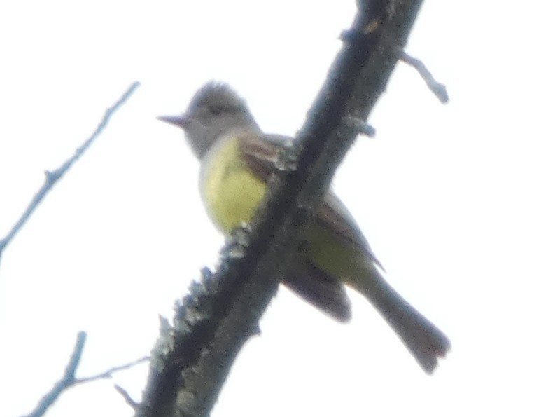 Great Crested Flycatcher - ML635043133