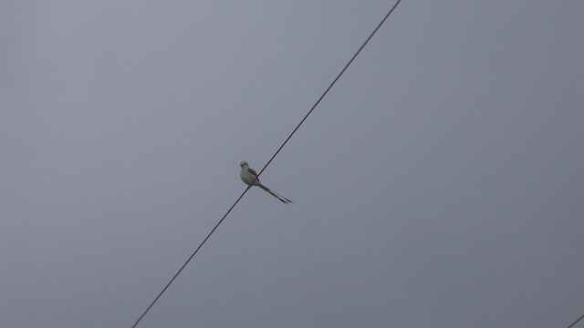 Scissor-tailed Flycatcher - ML635043155