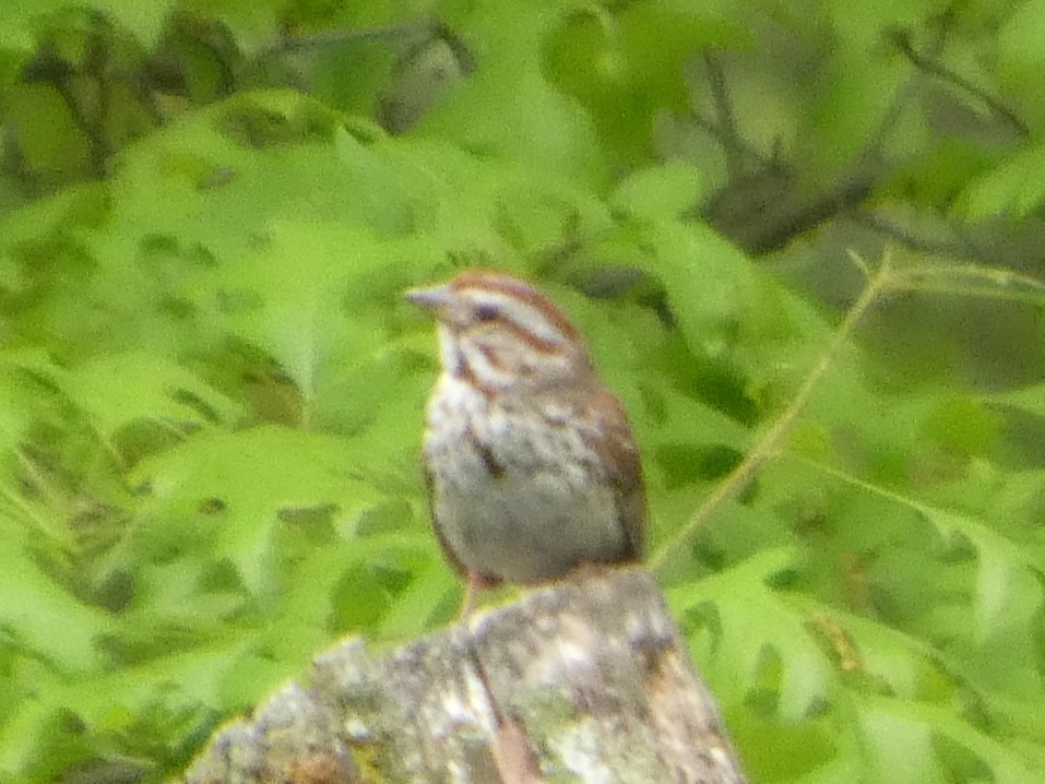 Song Sparrow - ML635043193