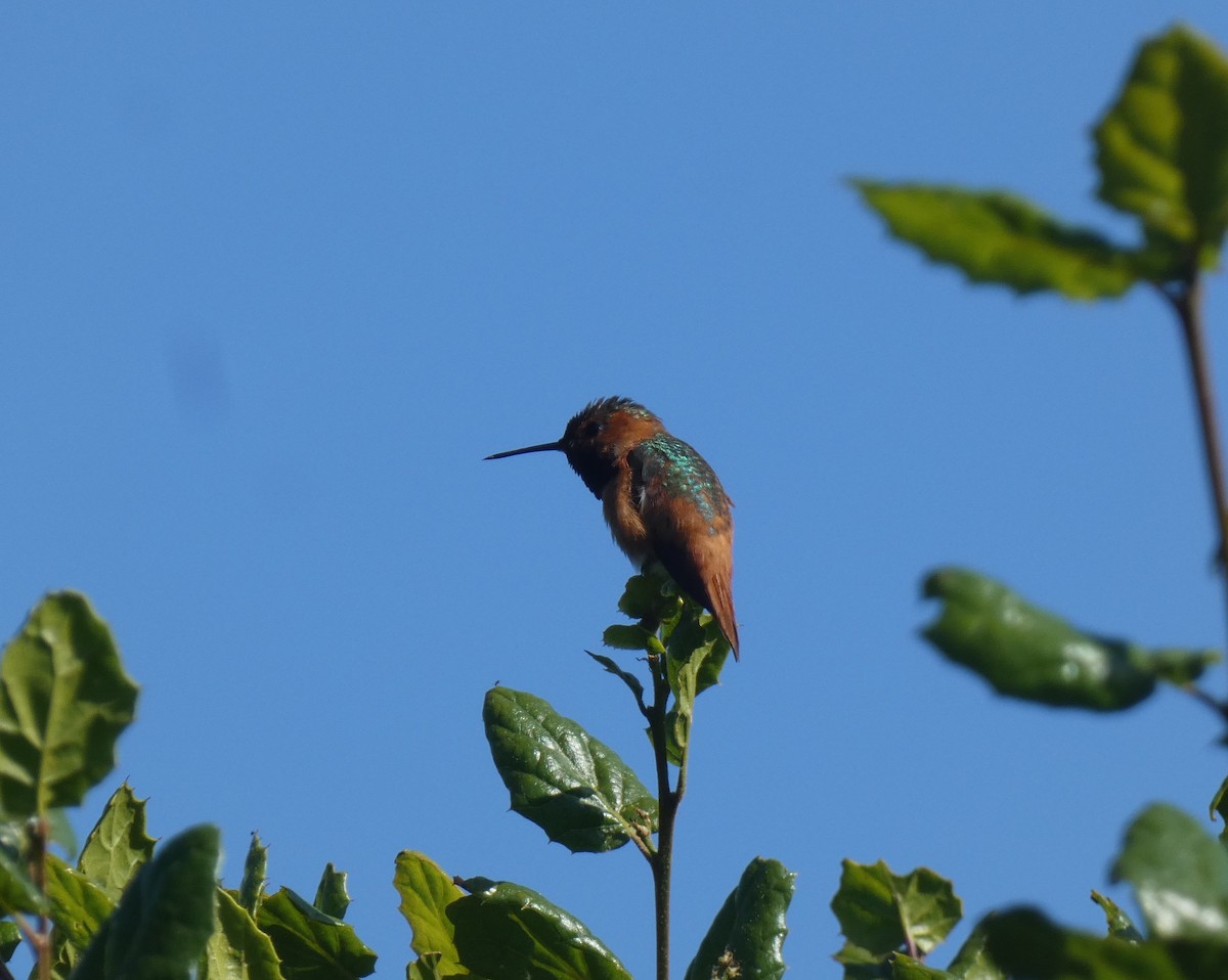 Allen's Hummingbird - ML635043218