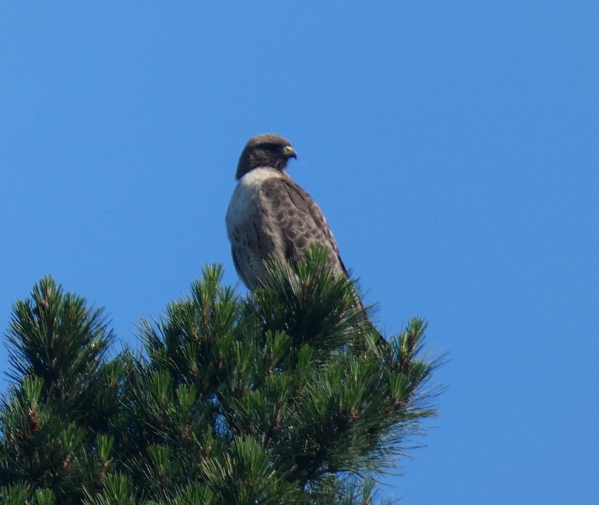 Red-tailed Hawk - ML635043226