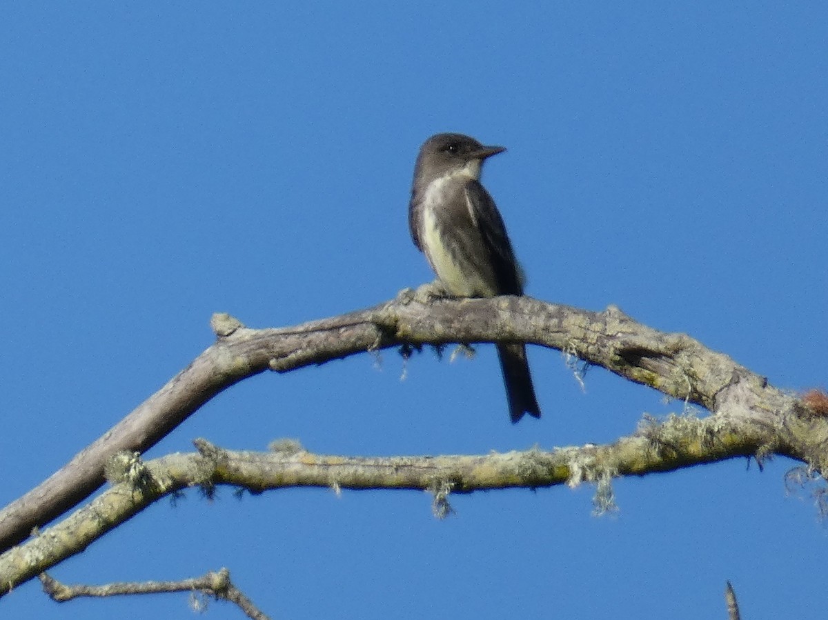 Olive-sided Flycatcher - ML635043236
