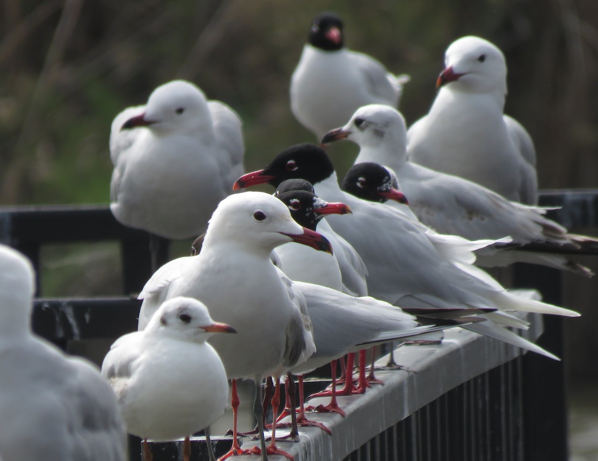 Audouin's Gull - ML635043248
