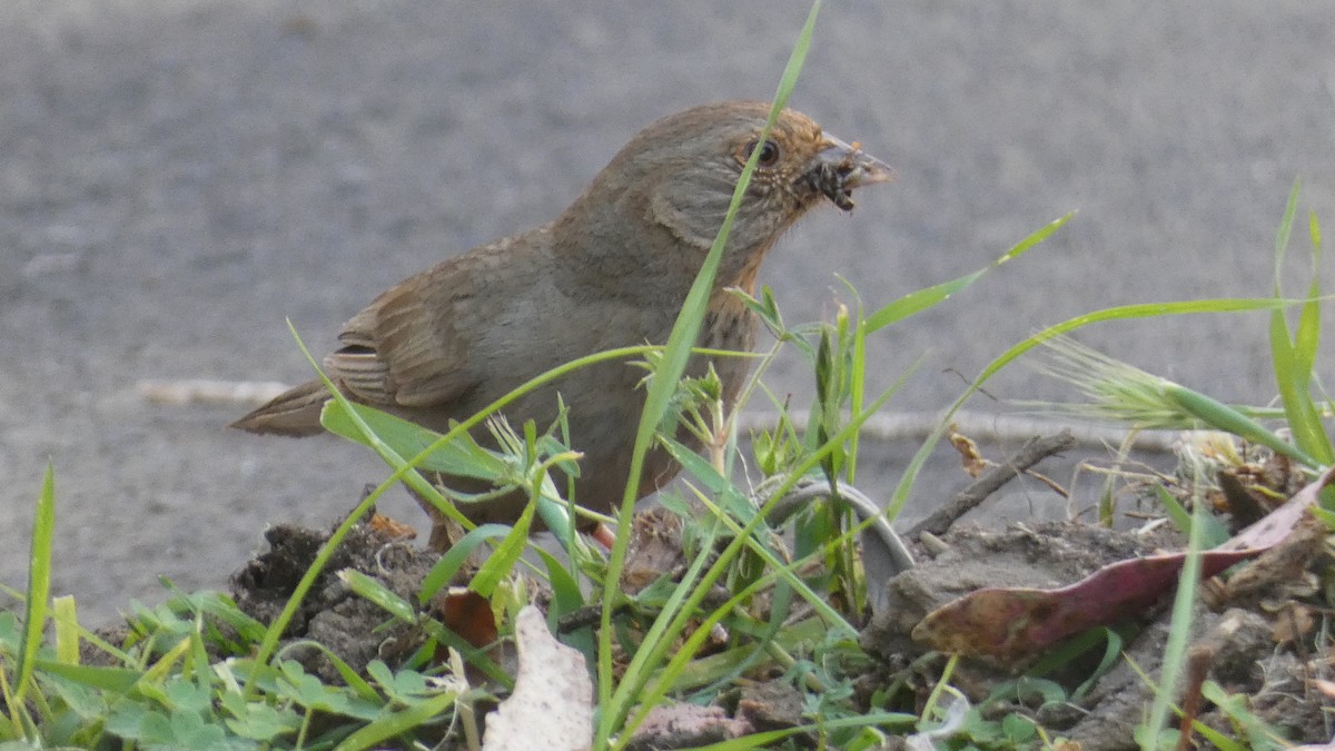 California Towhee - ML635043278