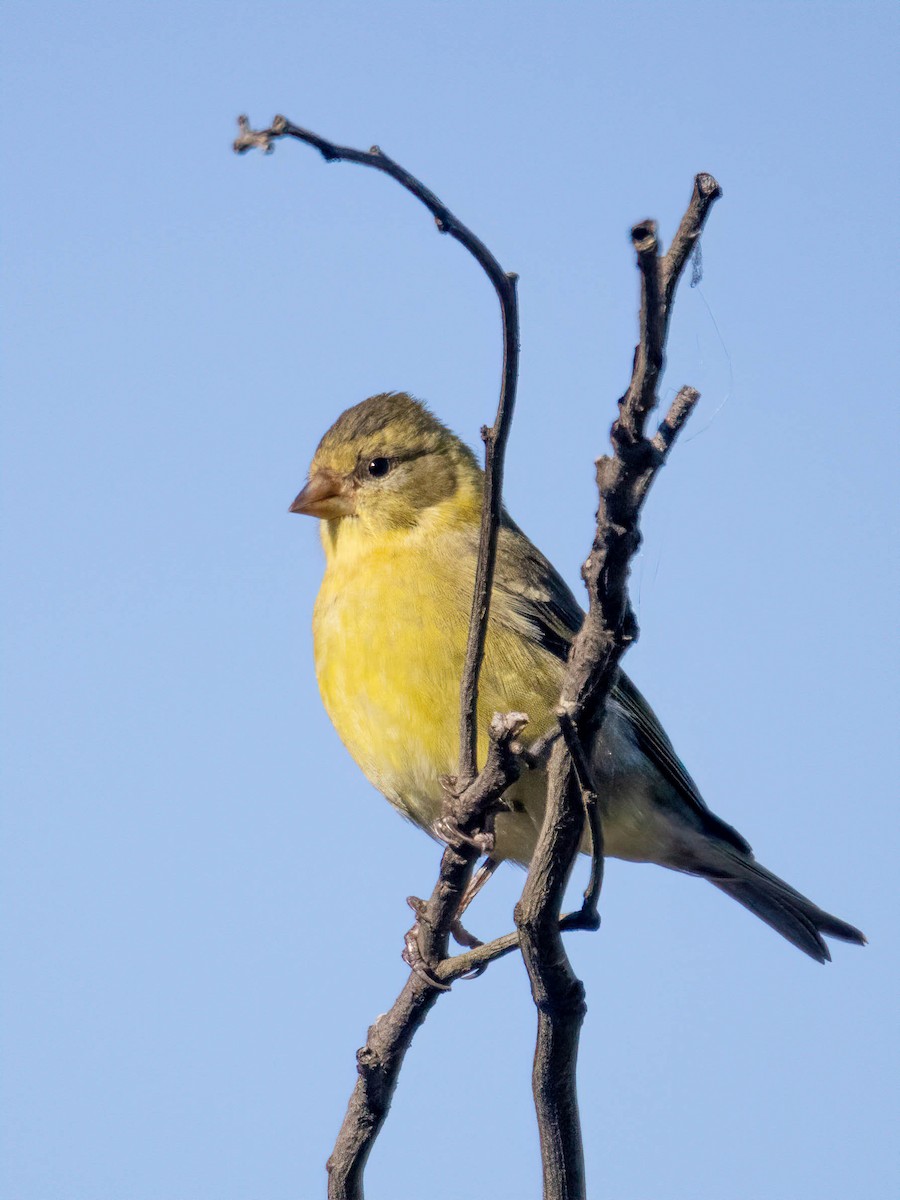 Black-chinned Siskin - ML635043347