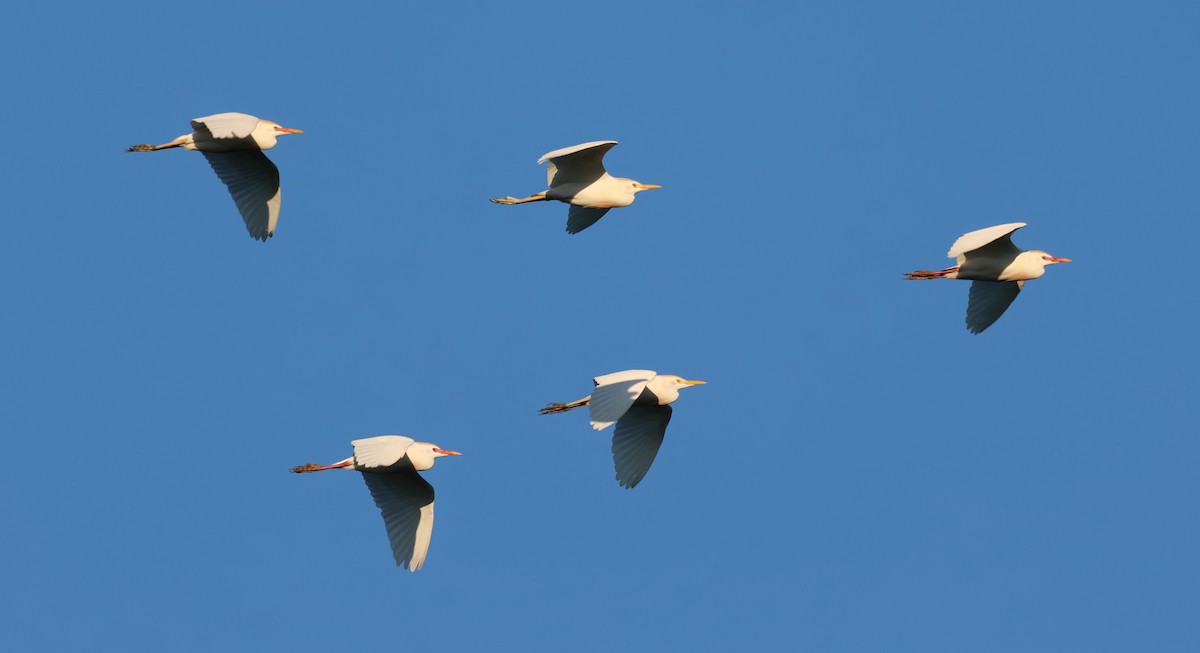 Western Cattle-Egret - ML635043362