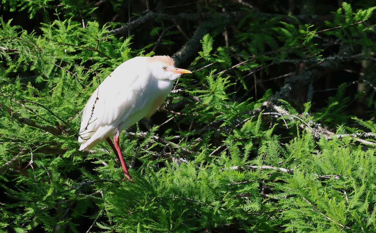 Western Cattle-Egret - ML635043370