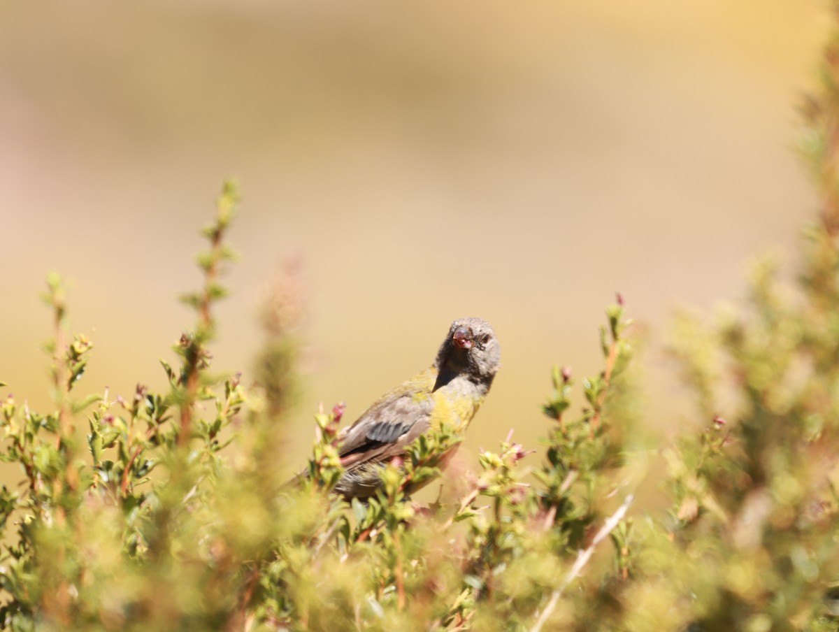 Gray-hooded Sierra Finch - ML635043376