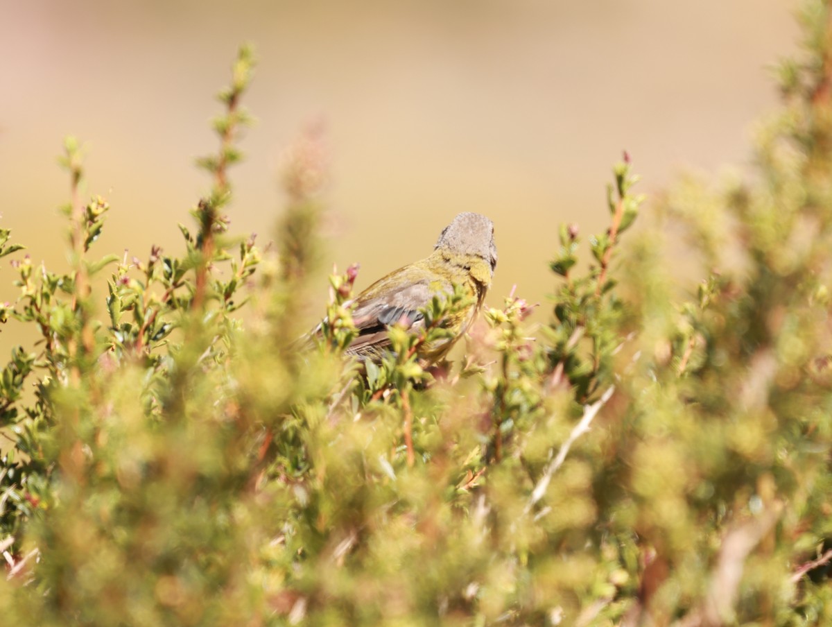 Gray-hooded Sierra Finch - ML635043377