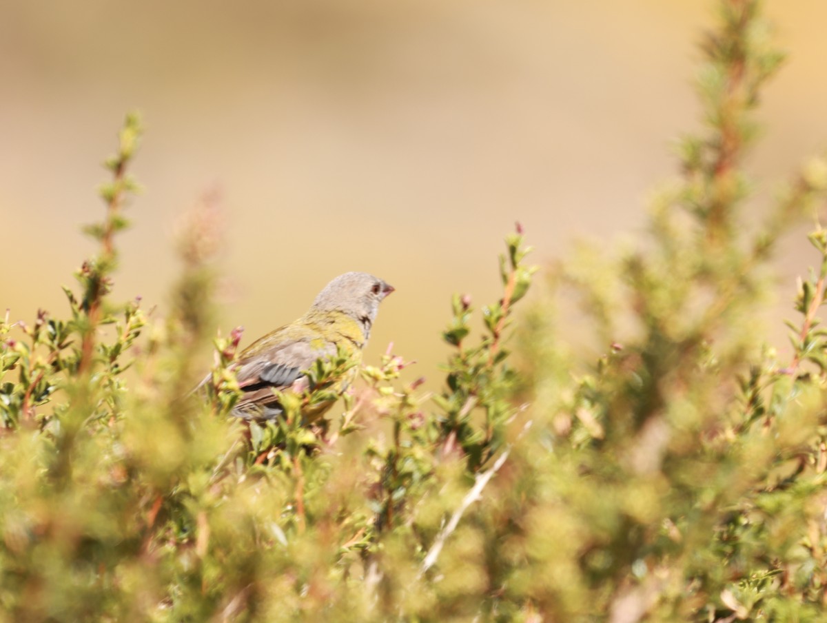 Gray-hooded Sierra Finch - ML635043378