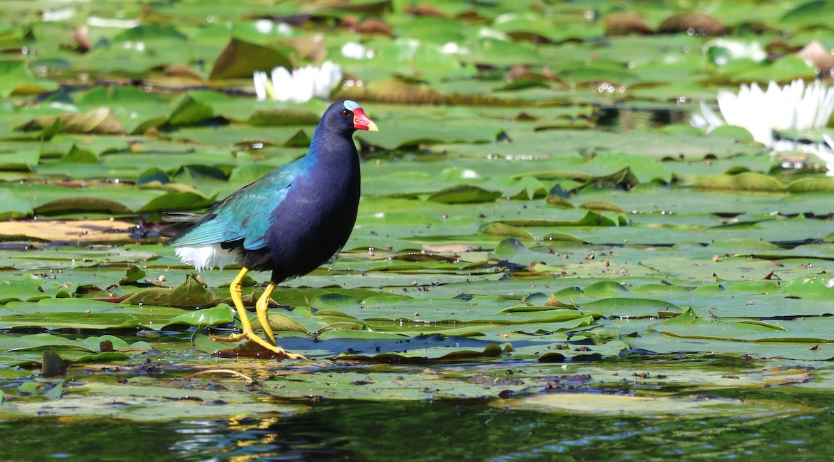 Purple Gallinule - ML635043379