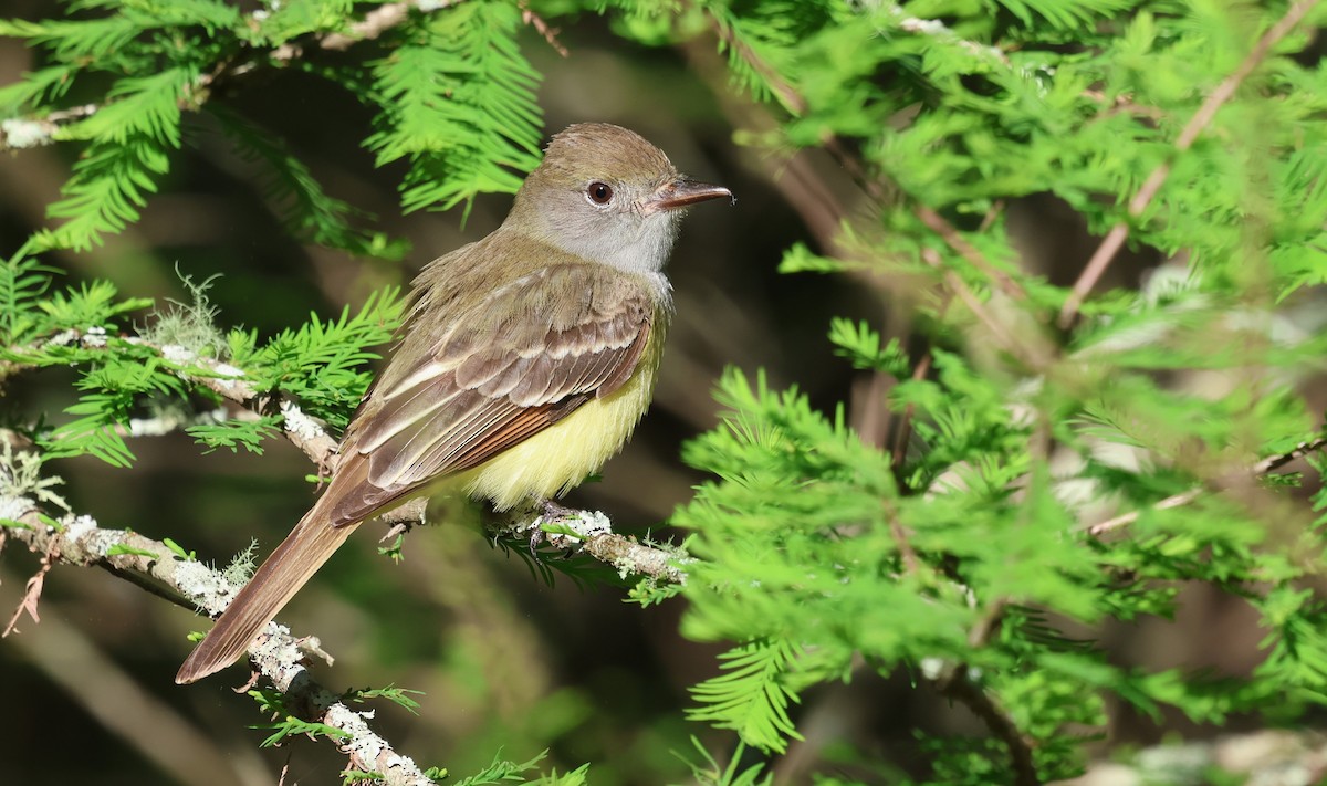 Great Crested Flycatcher - ML635043403