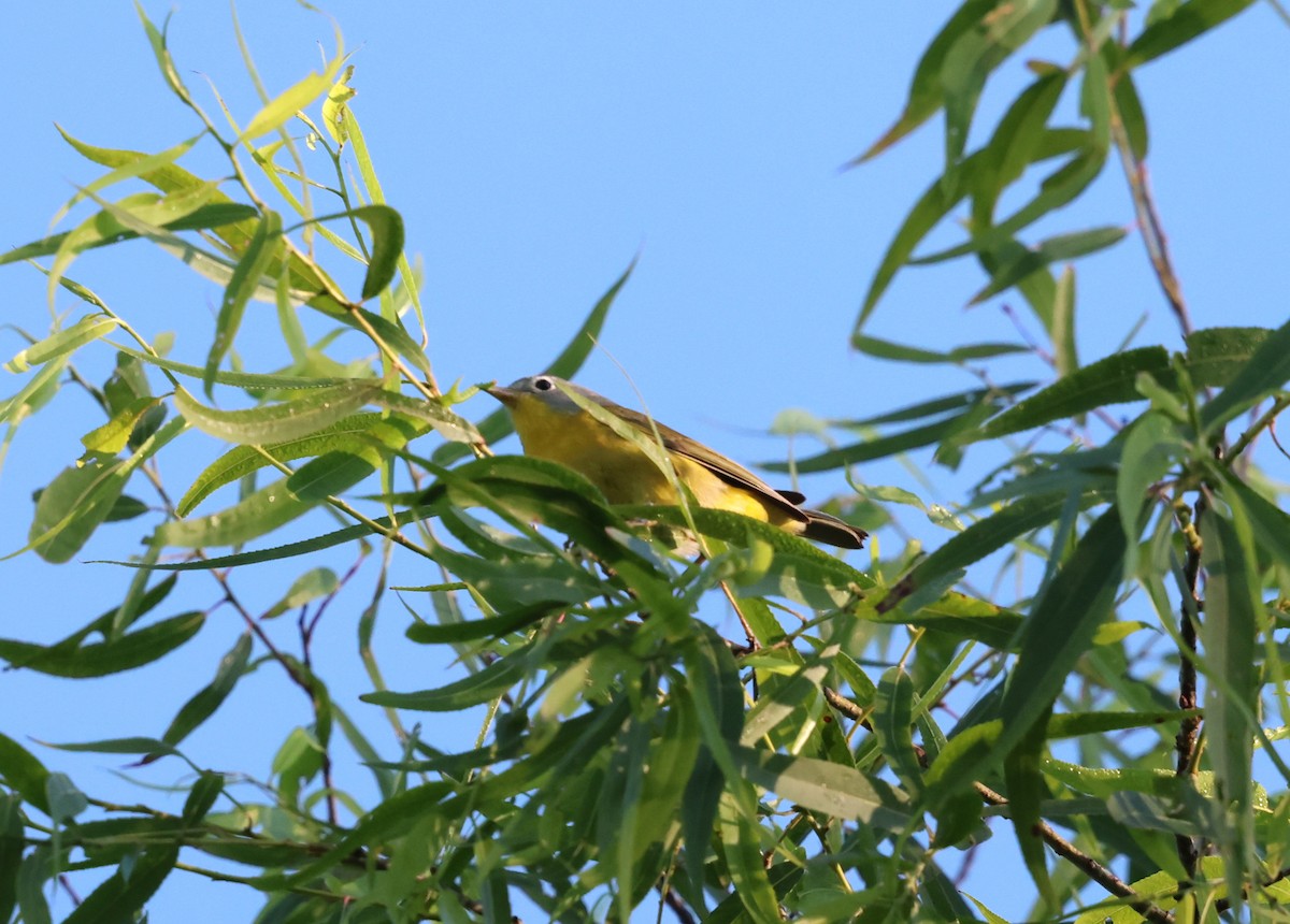 Nashville Warbler - ML635043419