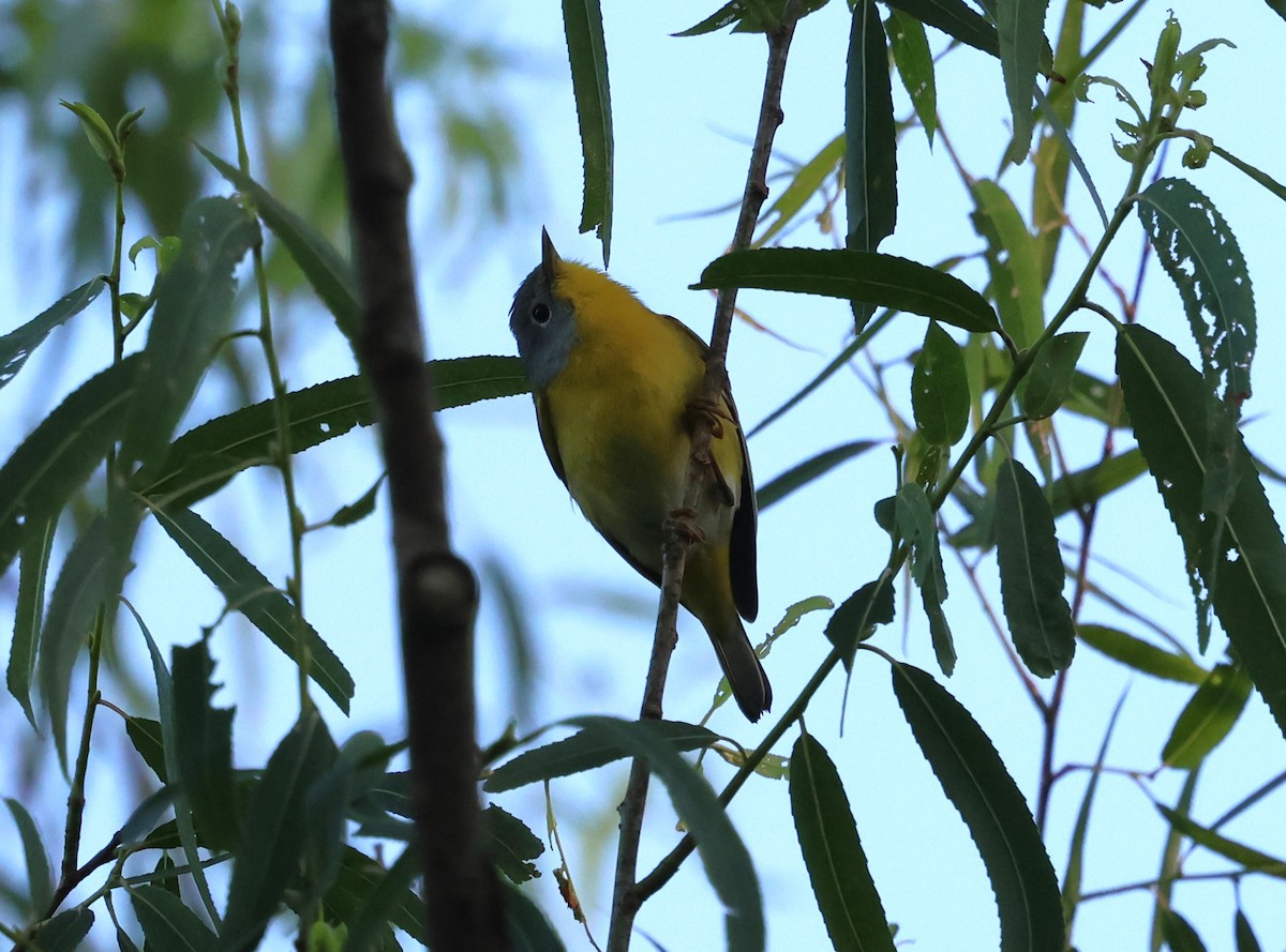 Nashville Warbler - ML635043434