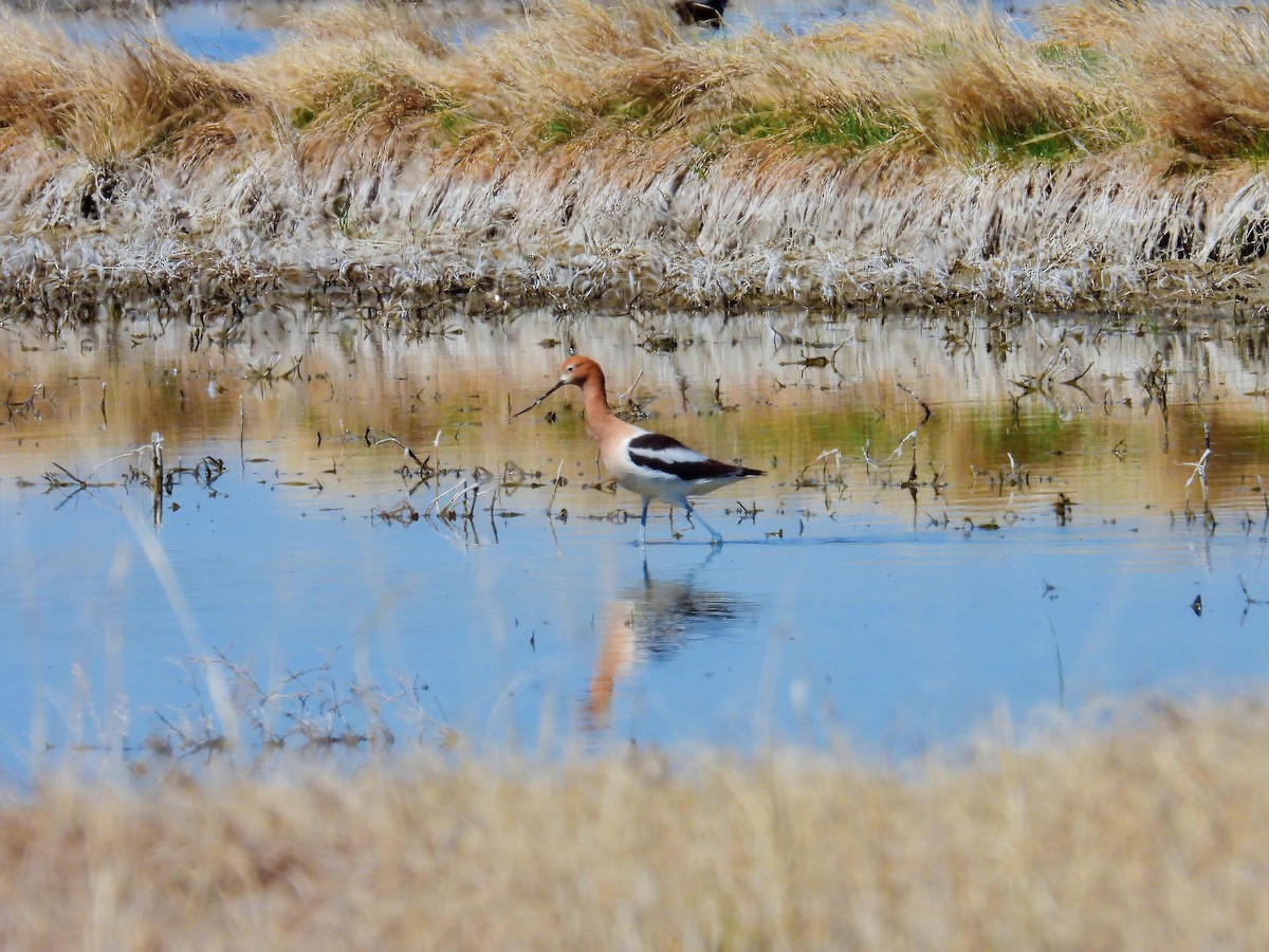 American Avocet - ML635043447