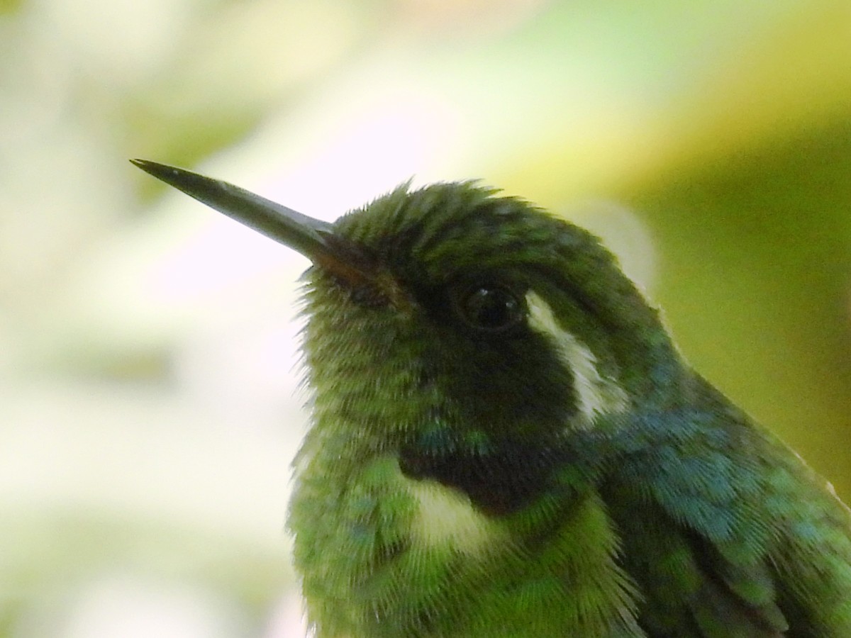 Geoffroy's Daggerbill - ML635043553