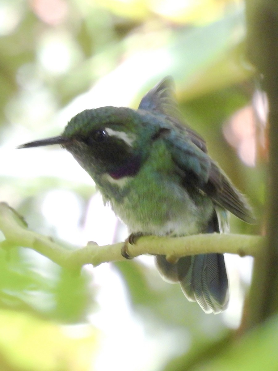 Geoffroy's Daggerbill - ML635043555