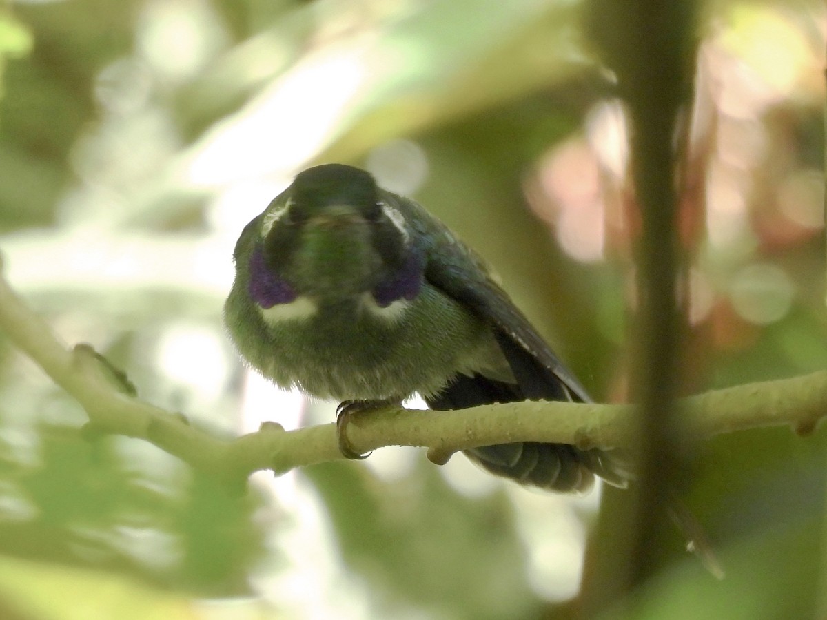 Geoffroy's Daggerbill - ML635043557