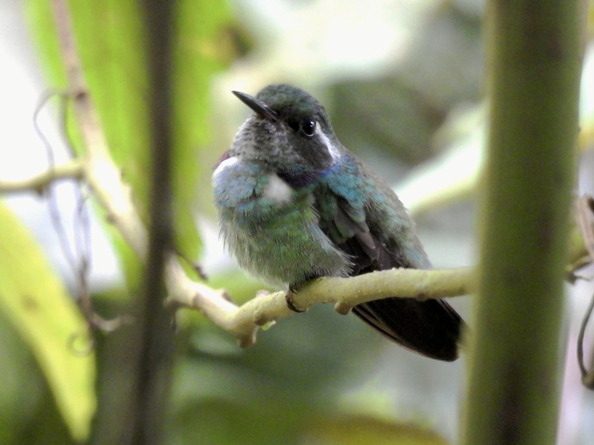 Geoffroy's Daggerbill - ML635043558