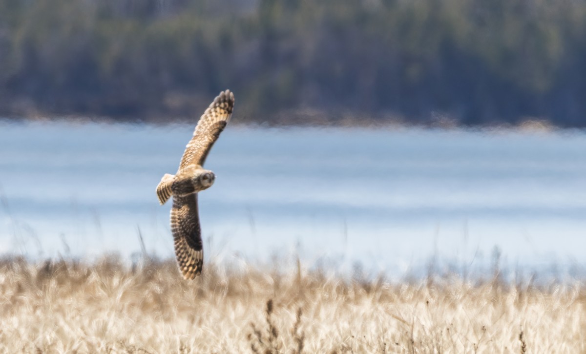 Short-eared Owl (Northern) - ML635043624