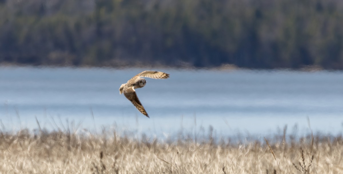 Short-eared Owl (Northern) - ML635043641