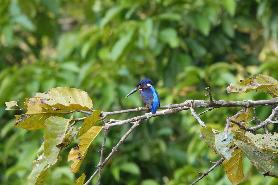 Blue-eared Kingfisher - ML635043711