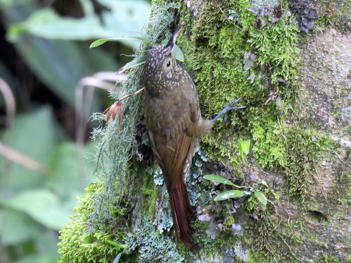 Olive-backed Woodcreeper - ML635043750