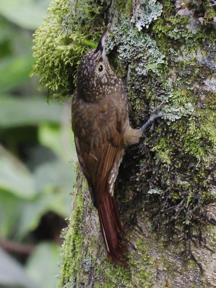 Olive-backed Woodcreeper - ML635043751