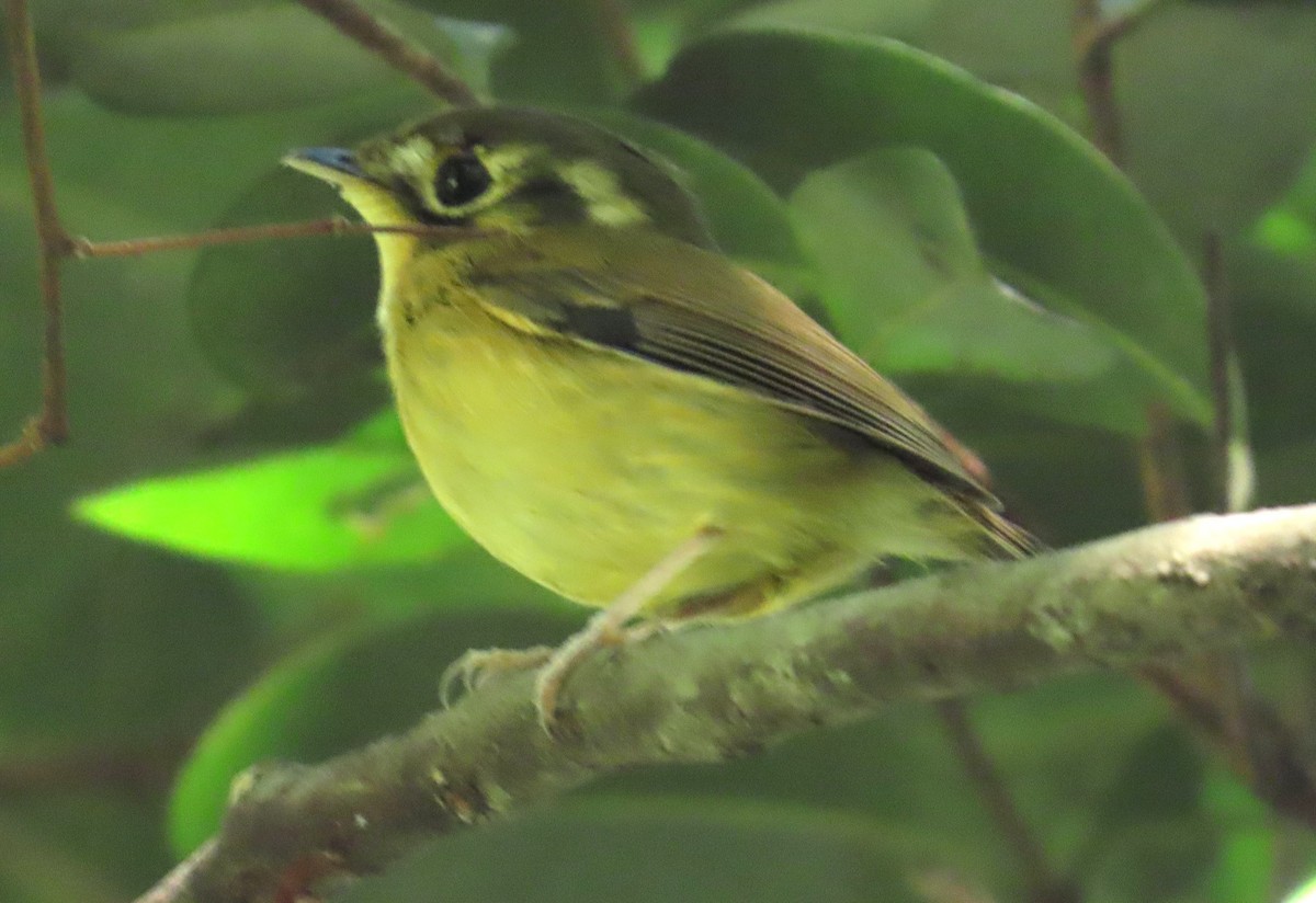 White-throated Spadebill - ML635043775