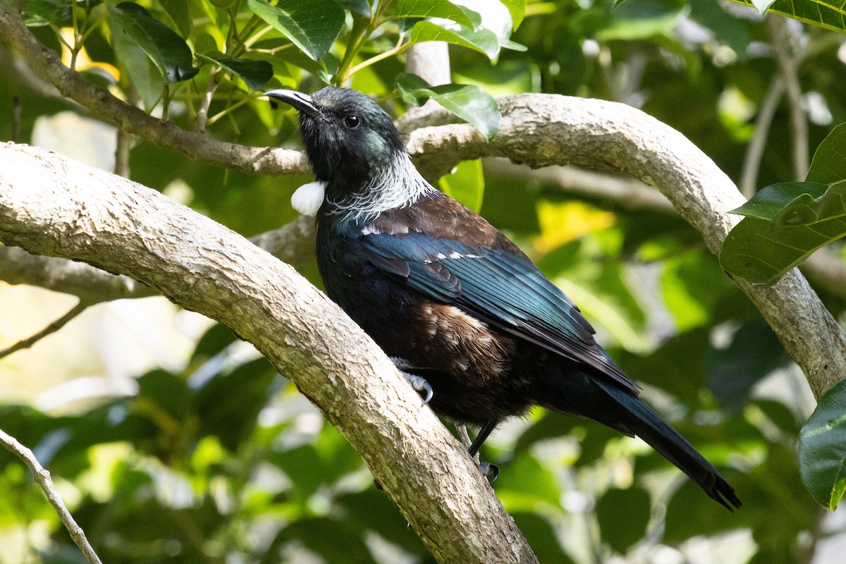 Mielero Tui - ML635043835