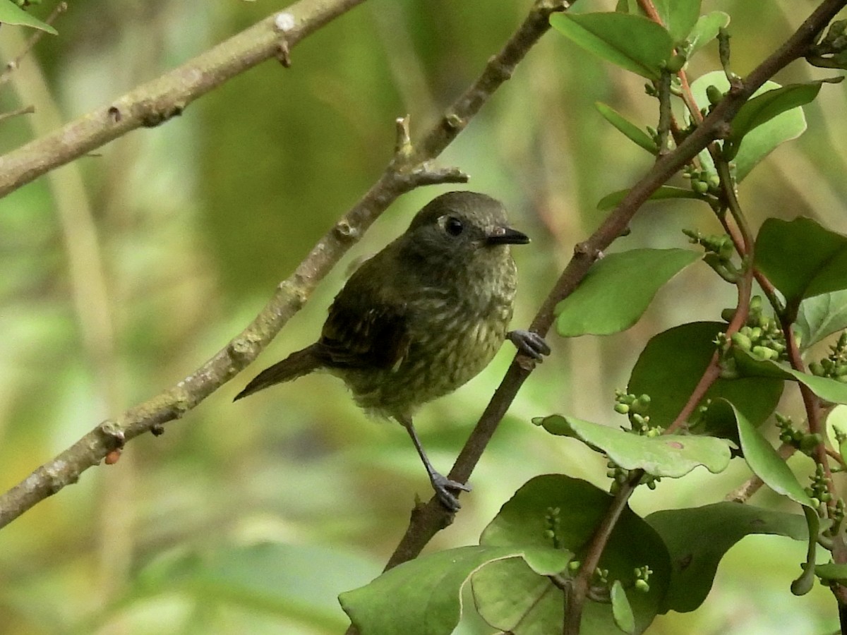 Streak-necked Flycatcher - ML635043843