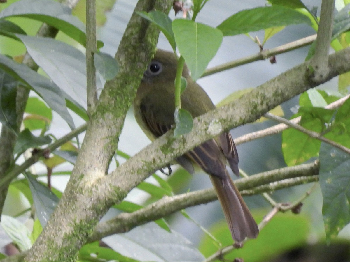 Fulvous-breasted Flatbill - ML635043882