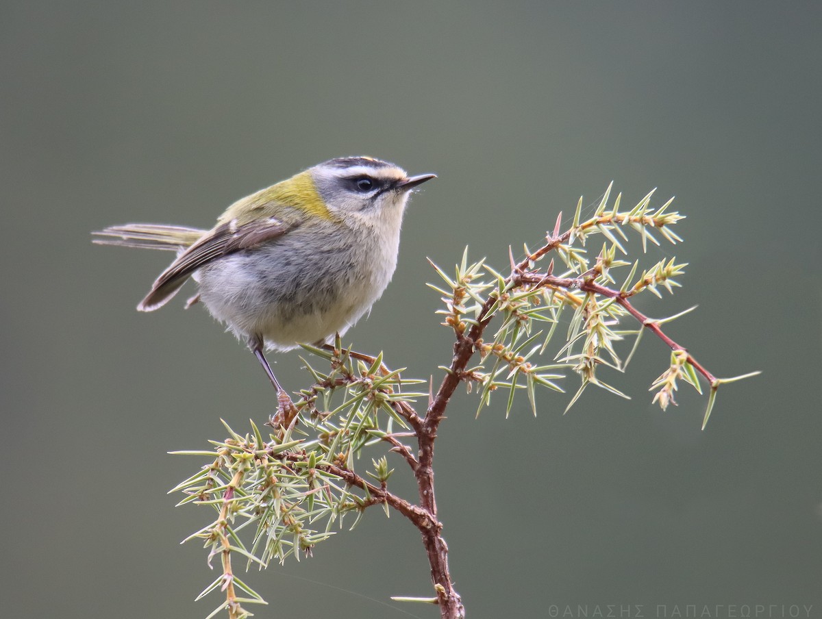 Common Firecrest - ML635043911