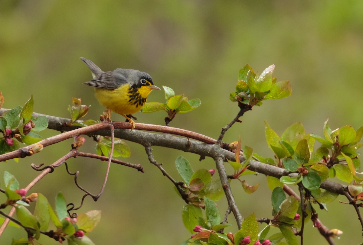 Canada Warbler - ML635043965