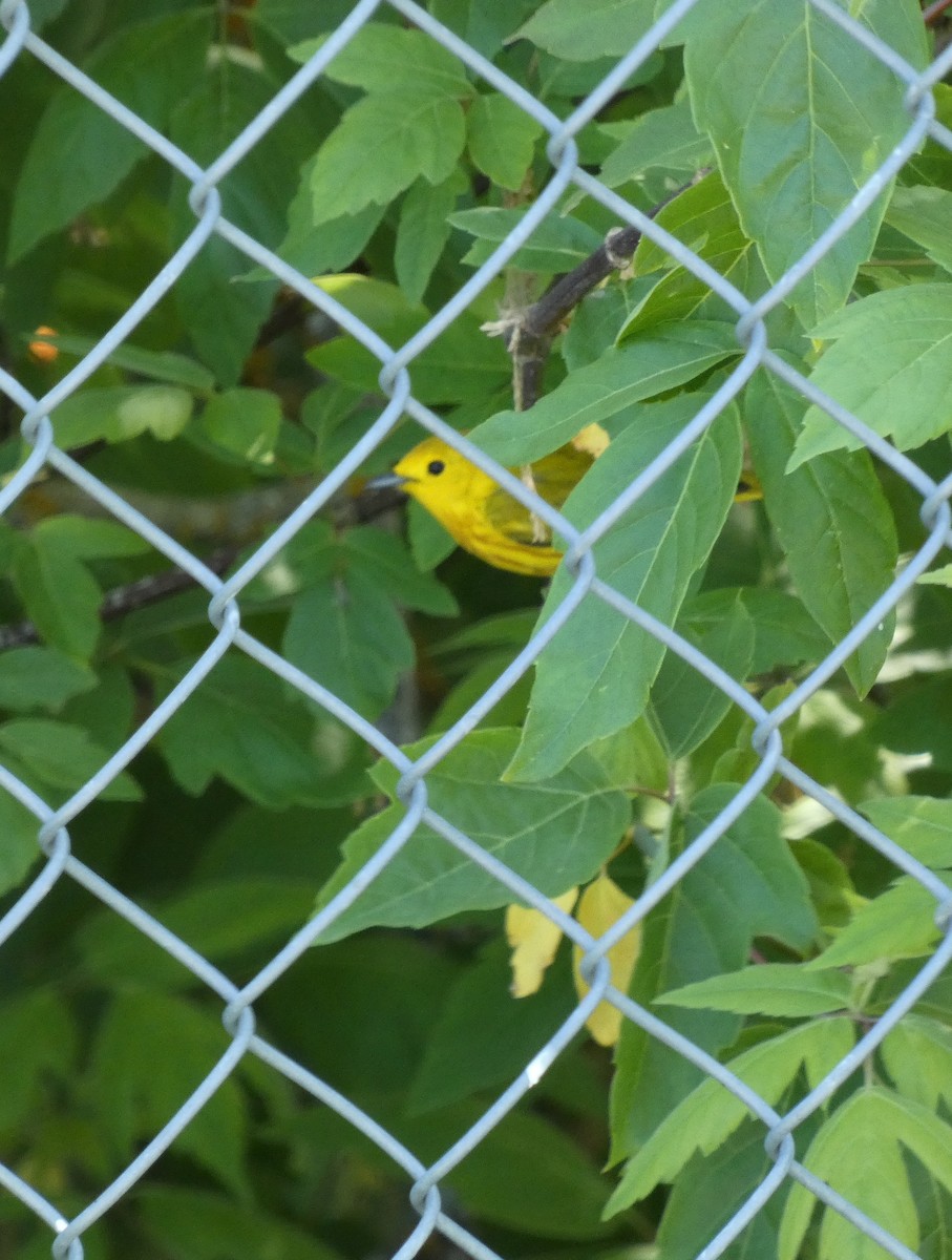 Yellow Warbler - ML635043989