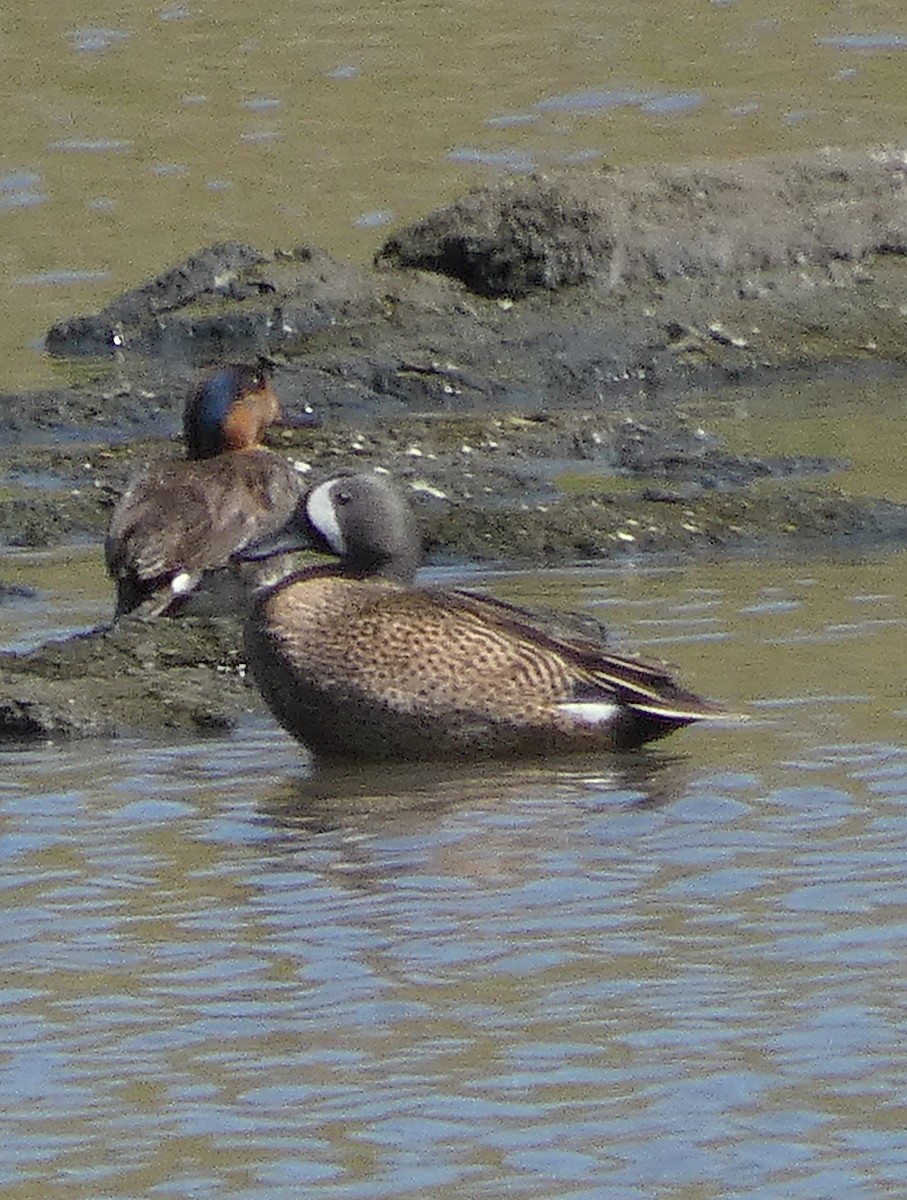 Blue-winged Teal - ML635044014