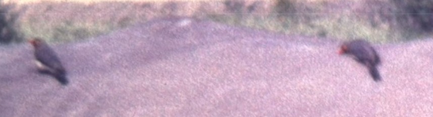 Rotschnabel-Madenhacker - ML635044030