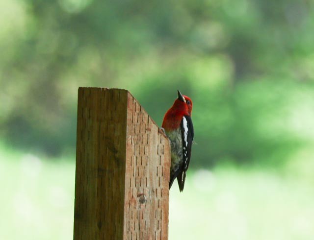 Red-breasted Sapsucker - ML635044041