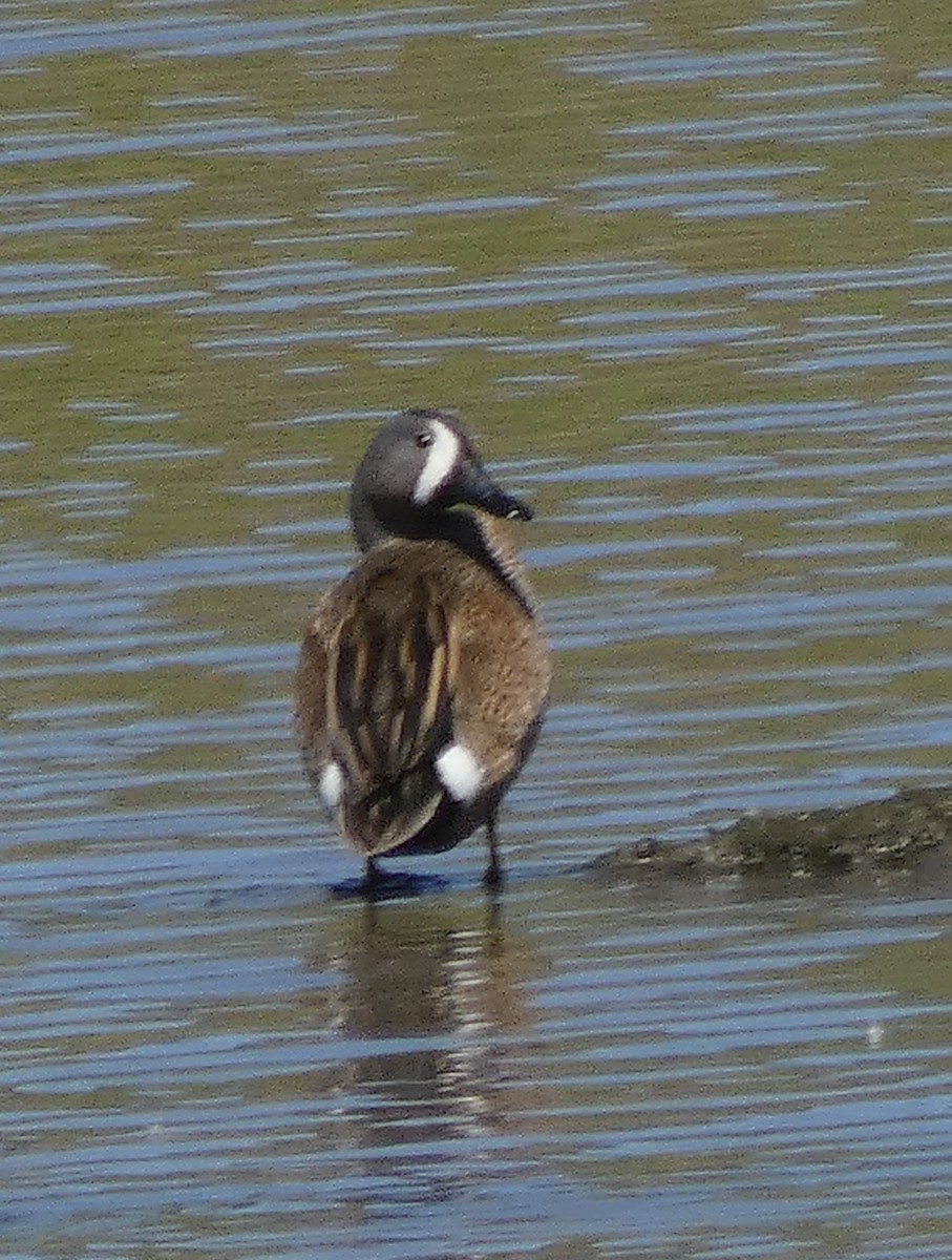 Blue-winged Teal - ML635044046