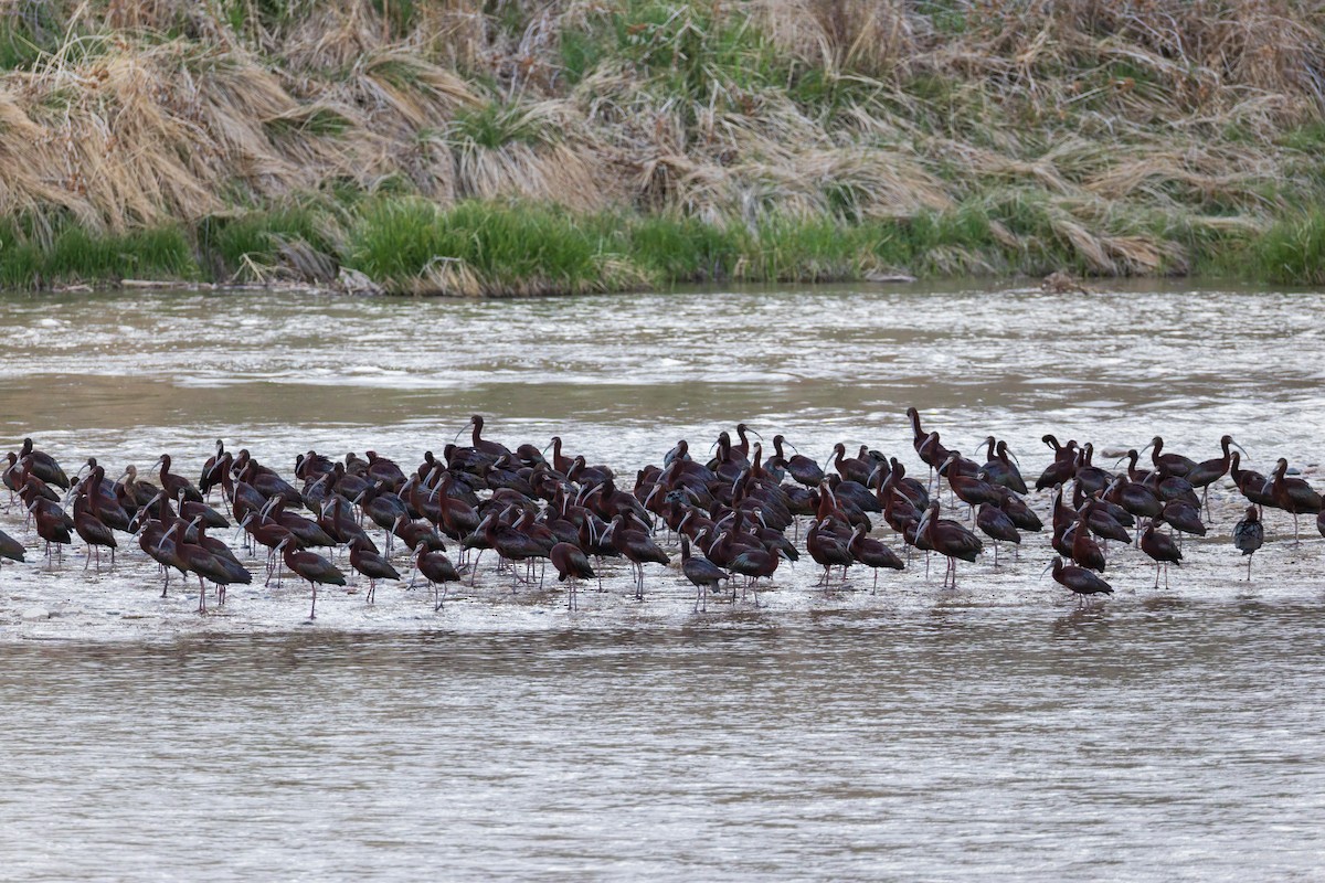 White-faced Ibis - ML635044055