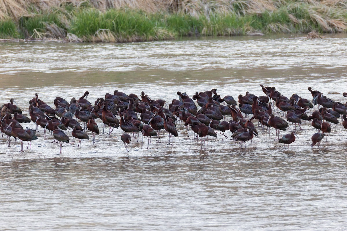 White-faced Ibis - ML635044057