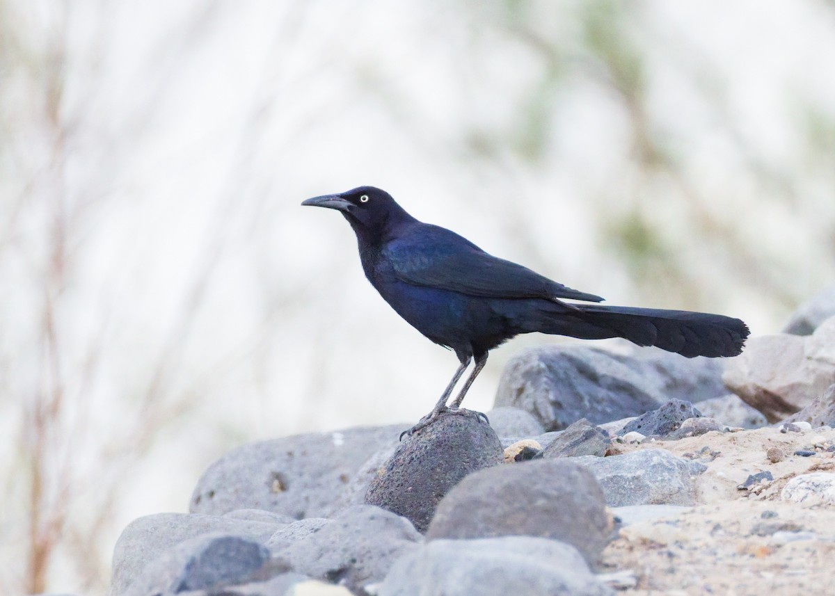 Great-tailed Grackle - ML635044062