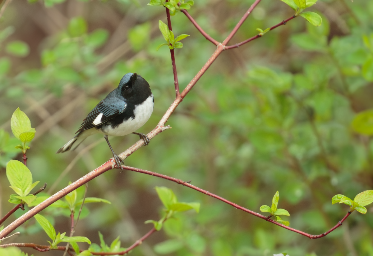 Black-throated Blue Warbler - ML635044071