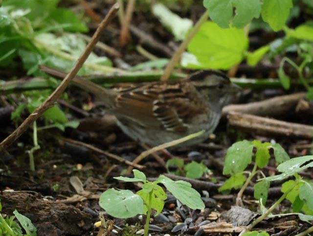 White-throated Sparrow - ML635044115