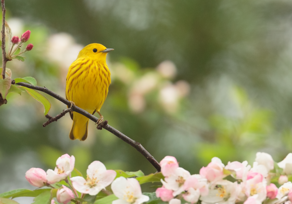 Northern Yellow Warbler - ML635044127
